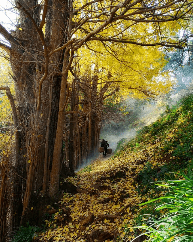 江西省万安县高岭古村图片