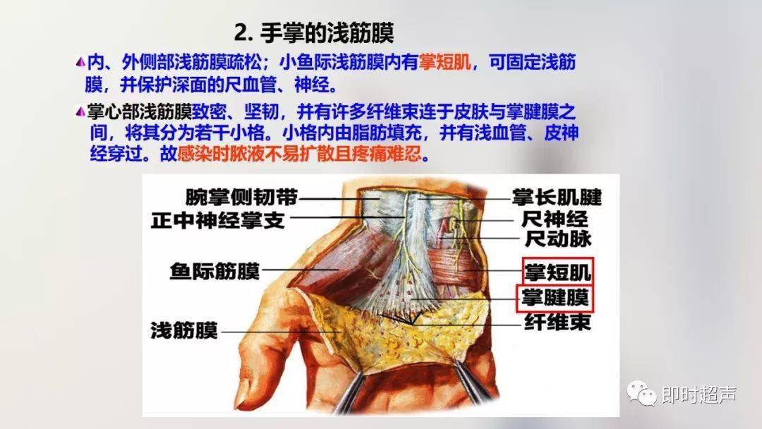 經典珍藏版70張超詳細上肢解剖圖示註解