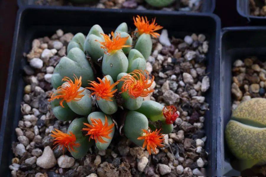 肉锥们都开花了