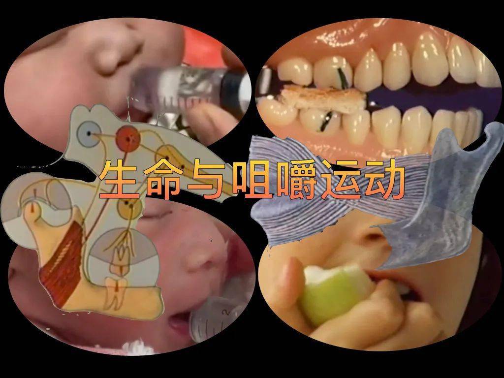 生命在于咀嚼运动