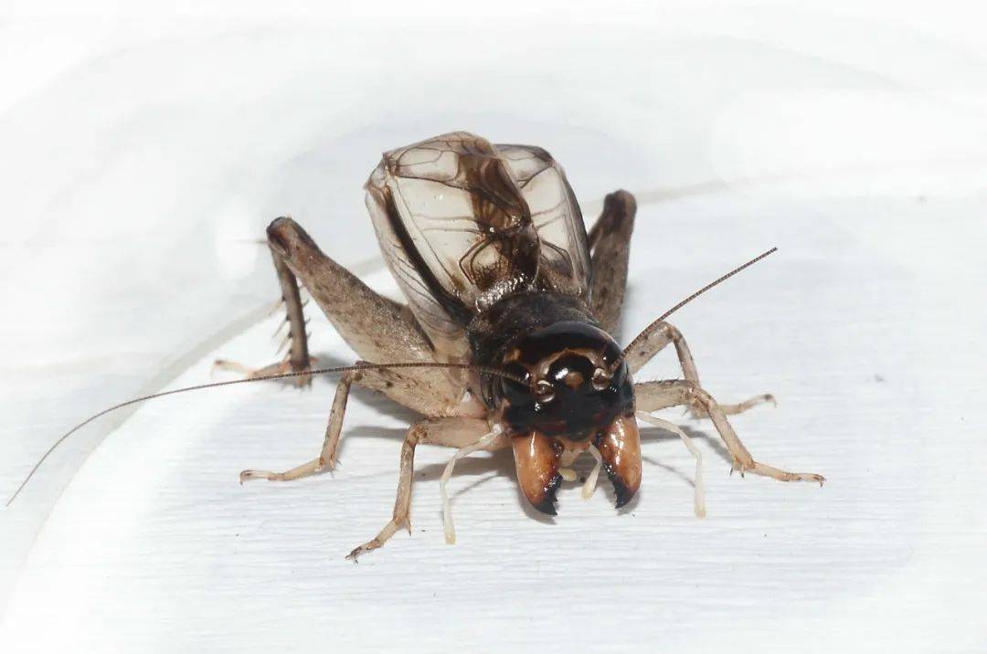 十路将军河北白牙青