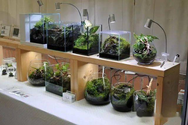 苔藓微景观作品300款设计