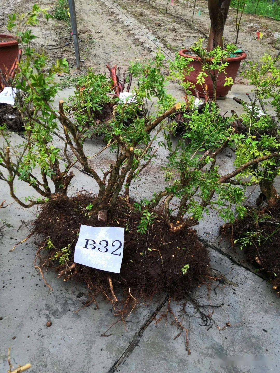 经鉴定,被盗挖的41株野生植物中35株为黄杨,6株为野生粗榧(水柏子)