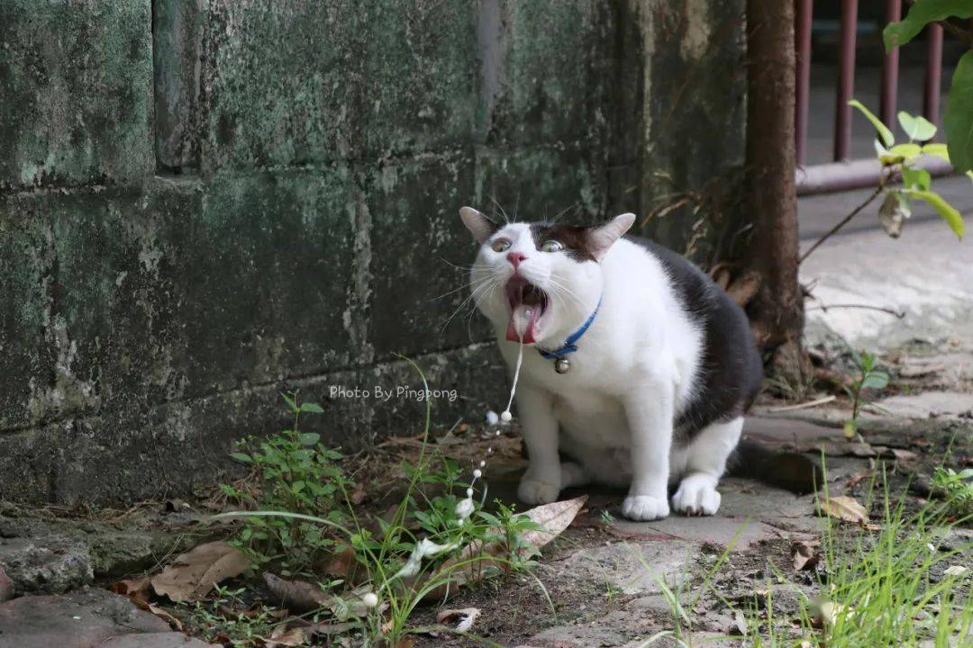 猫一想吐,主人就抓拍,然后就有了这画面,网:又有表情包了!