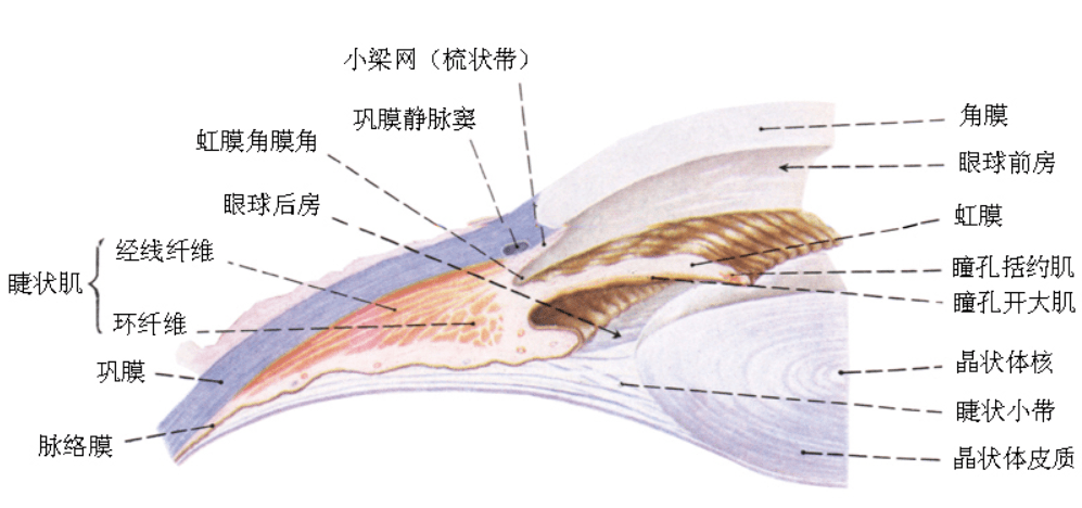 晶状体悬韧带解剖图图片