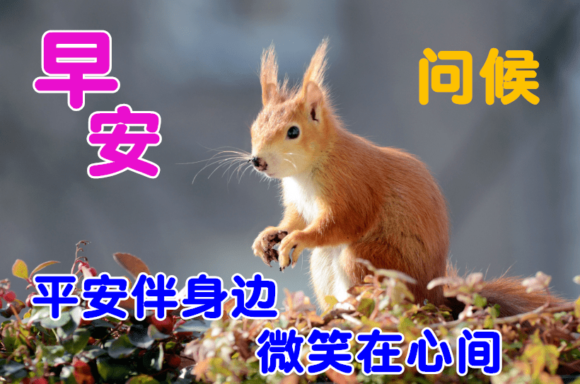 早上好问候美图早安问候语句