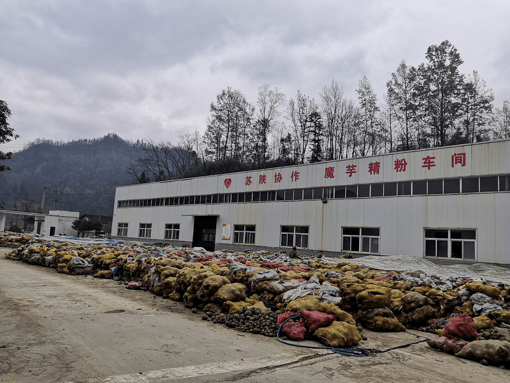 "兴隆镇茅坪村贫困户张世轩推着架子车,装满新鲜出土的大块魔芋兴奋地