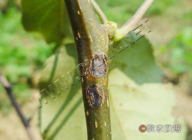 抓住关键时期防好梨树黑星病