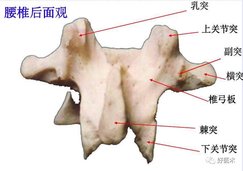 椎管矢状径图片图片