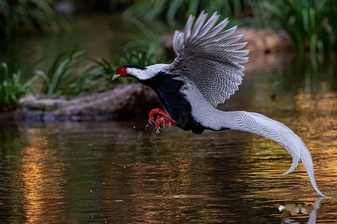 野生世界白鹇曼舞