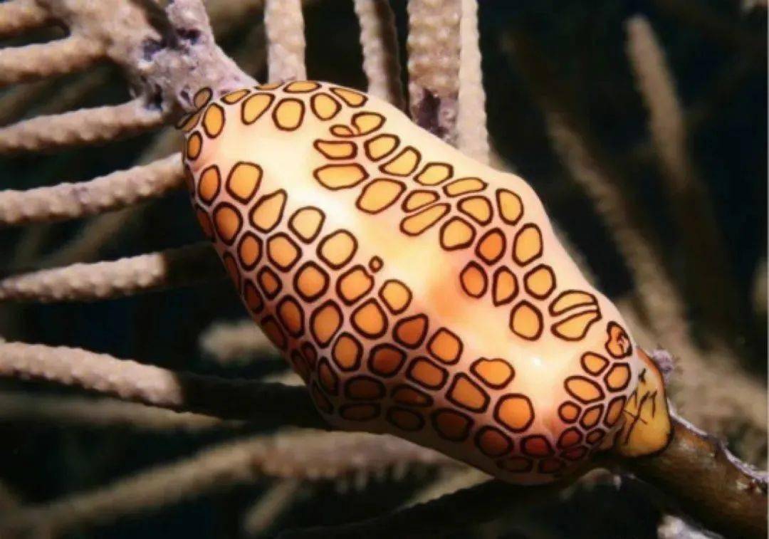 海下一万米到底有什么有这些奇奇怪怪的生物