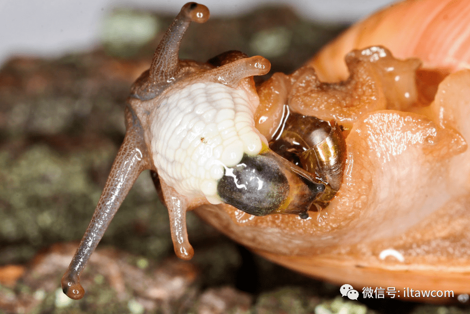 物种图册-玫瑰蜗牛