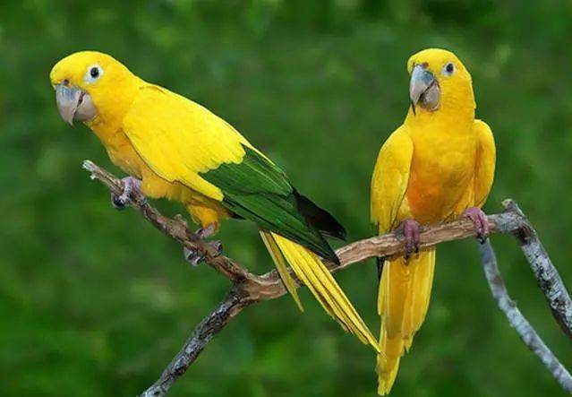 金色锥尾鹦鹉在阳光的照射下它闪烁着金灿灿的光辉十分的耀眼