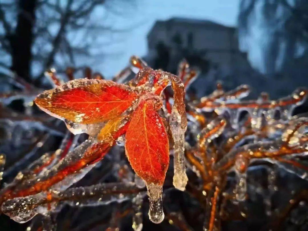 長春雪後現罕見冰掛美景,快收藏,留著慢慢看