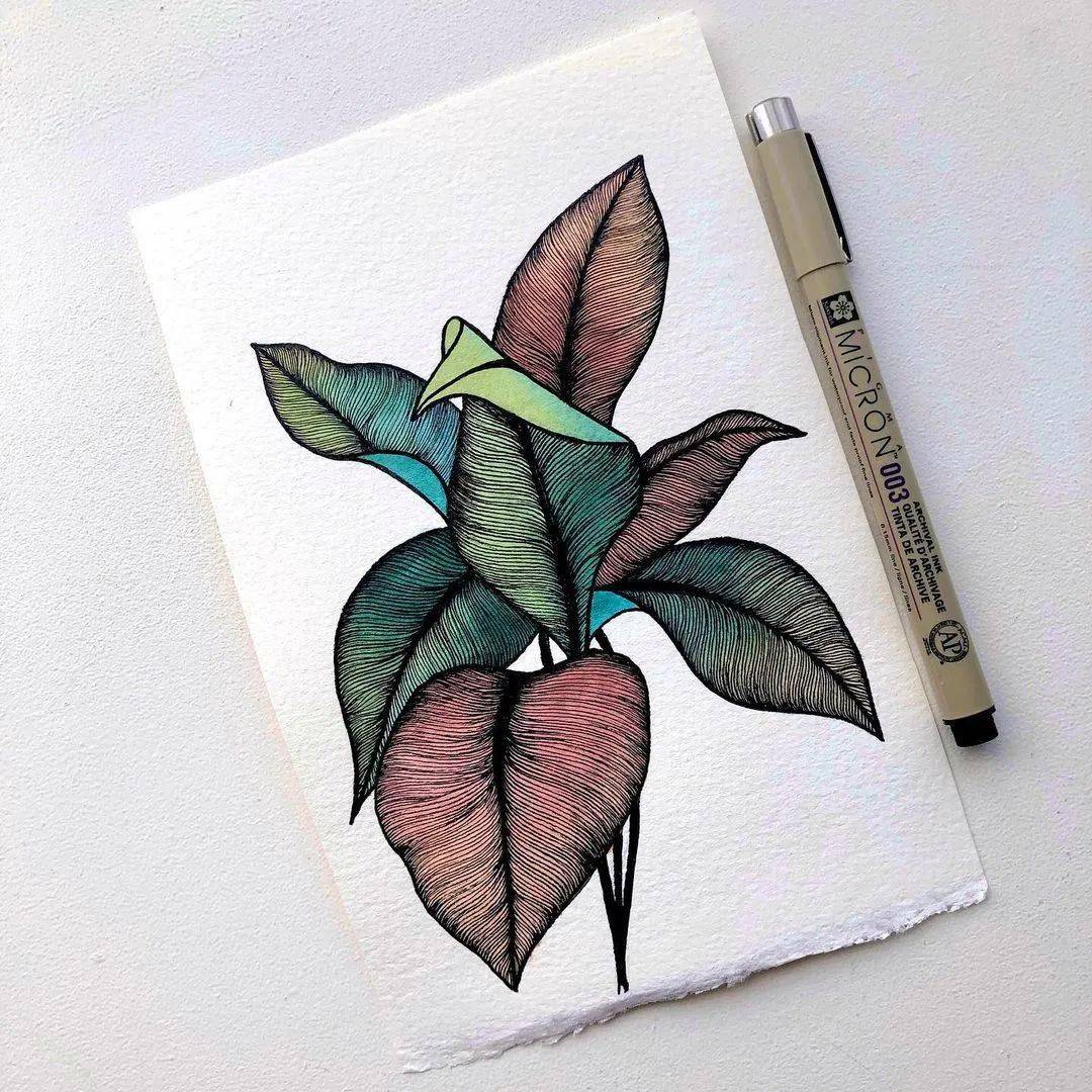针管笔搭配水彩手绘植物 简单又有趣_手机搜狐网
