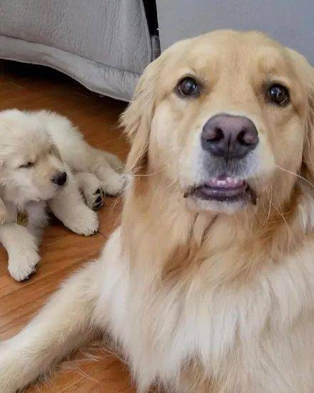 主人带了一只小狗回家,大狗整个表情都不对劲了,笑喷!