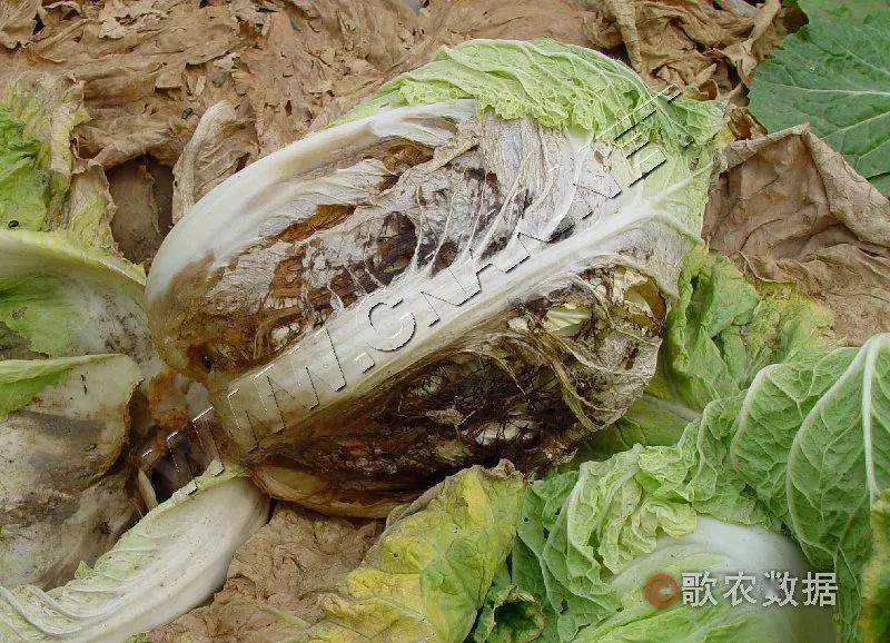 白菜得了软腐病怎么办