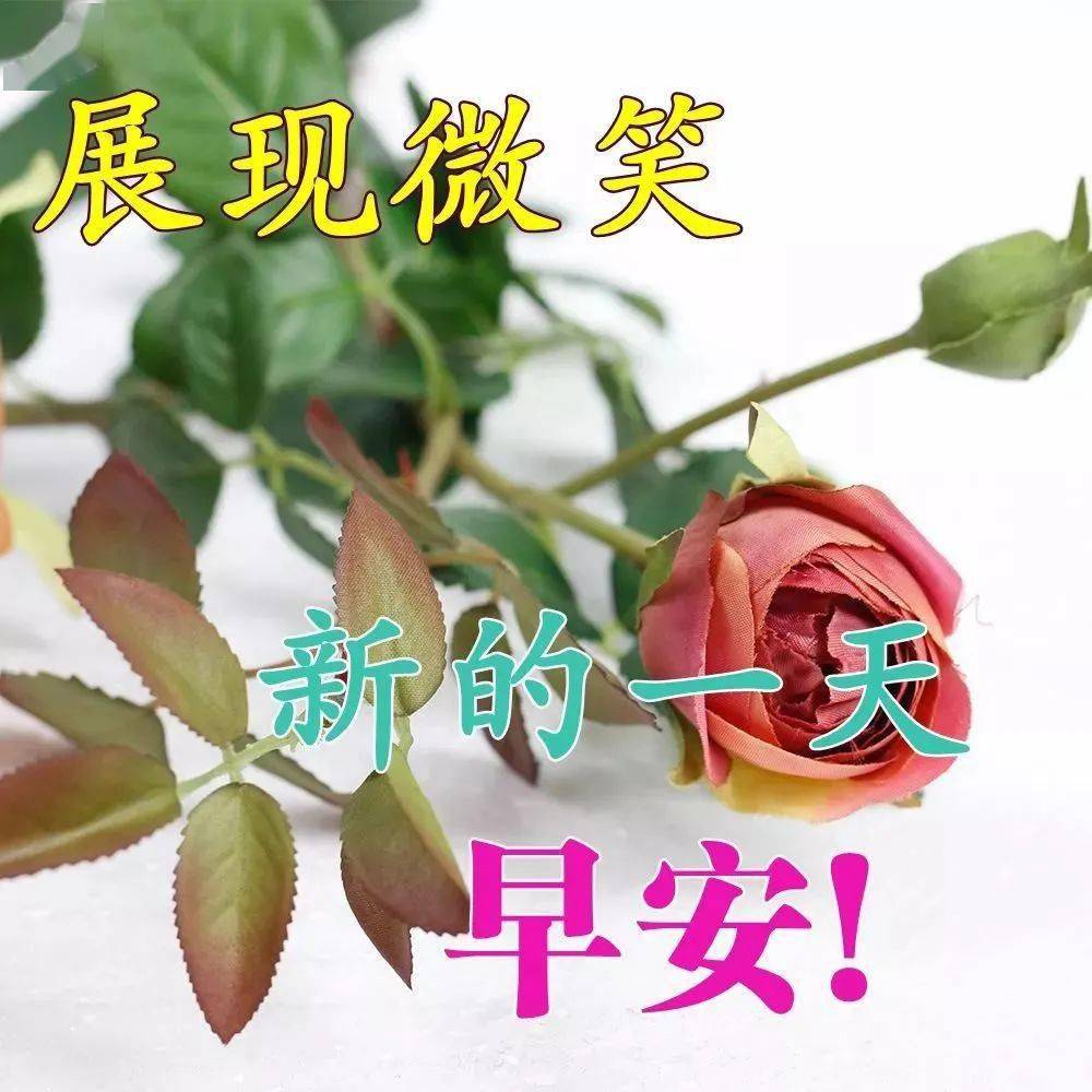 新版微信群送親人的早安祝福 朋友圈早上問候語鮮花圖