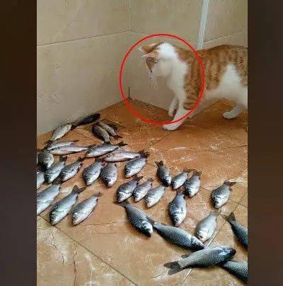 橘猫睡醒后看到满地的鱼竟然一脸懵逼