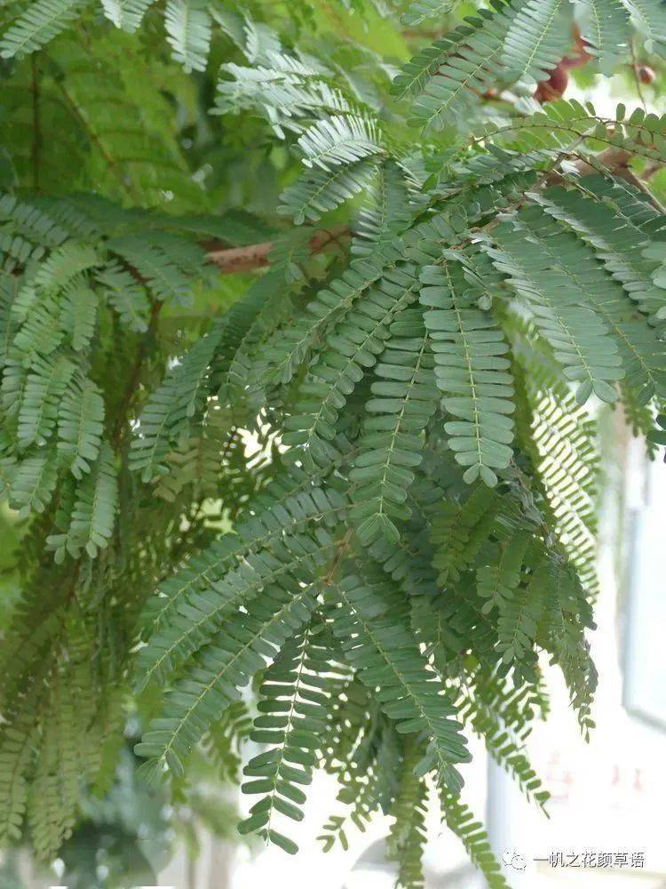 皂荚属095 爪哇球花豆parkia javanica豆科 球花豆属096 大叶千斤拔