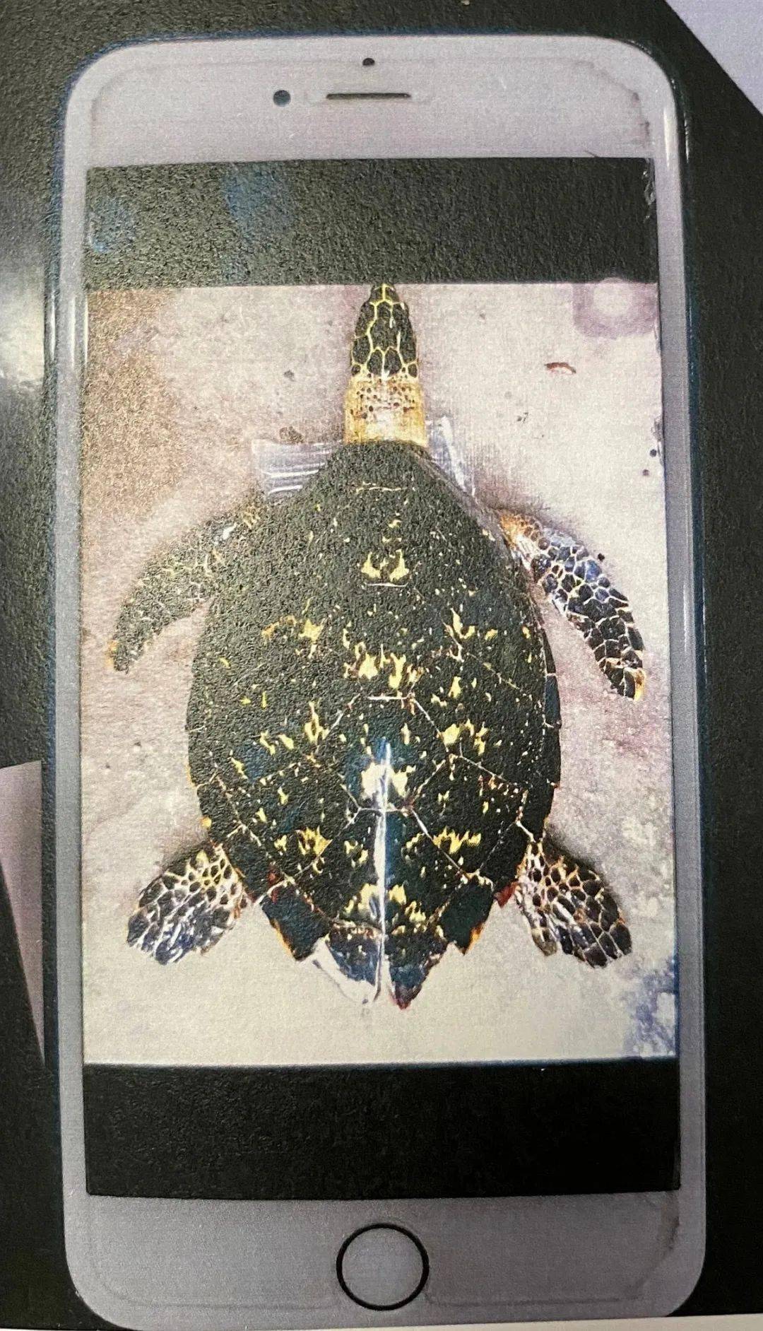 玳瑁二级保护不能买卖