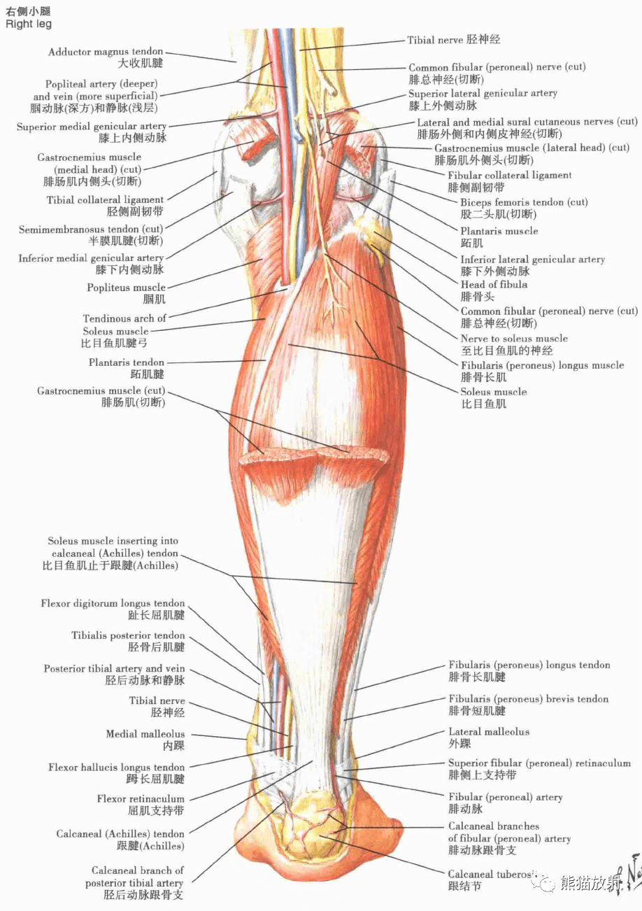 小腿部结构图图片