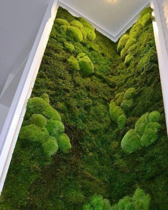 最适合养在室内的苔藓品种绝对没有之一值得一看