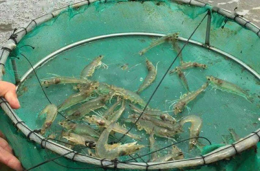 水下数虾技术香不香?