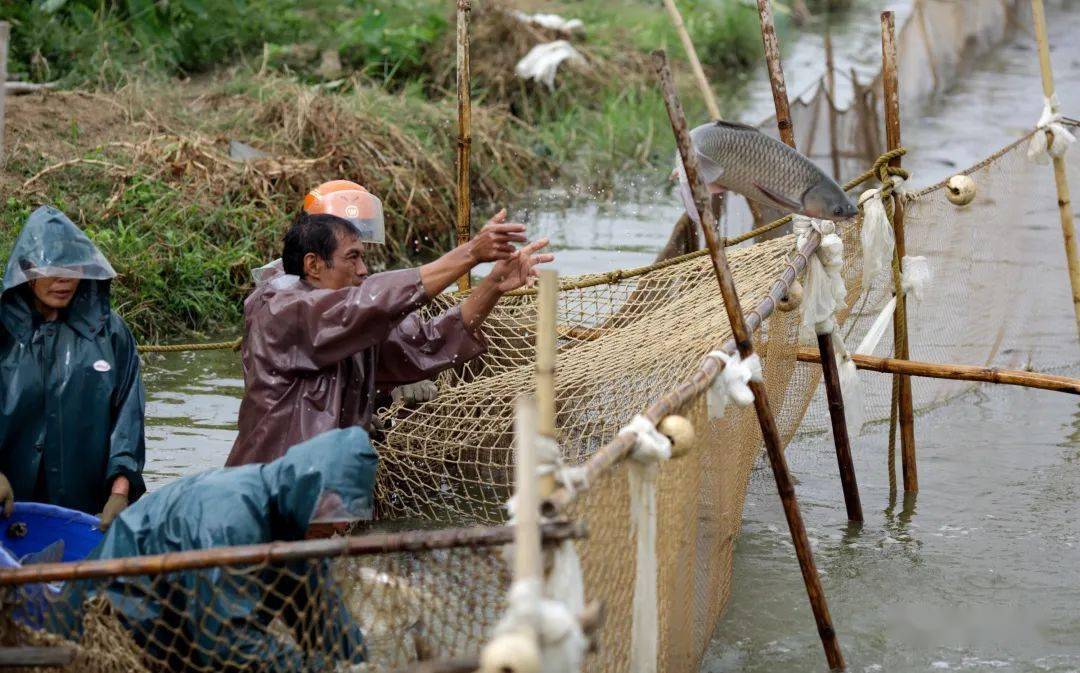 都说均安人会吃鱼
