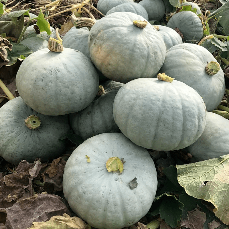 【新疆银板栗南瓜】味道粉糯清甜,带着近似板栗的香气和口感_商品