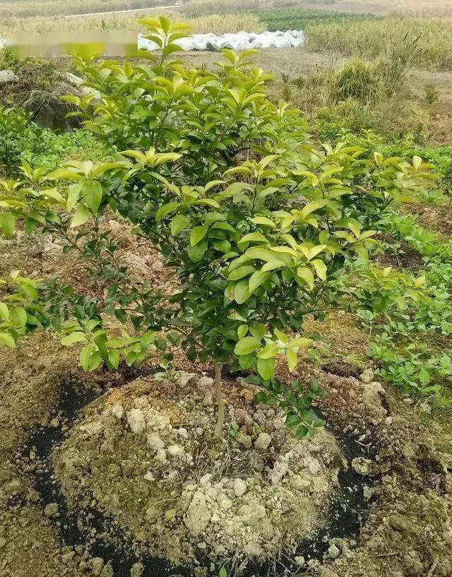 柑橘果树秋冬施基肥这7大致命错误都千万不要犯了