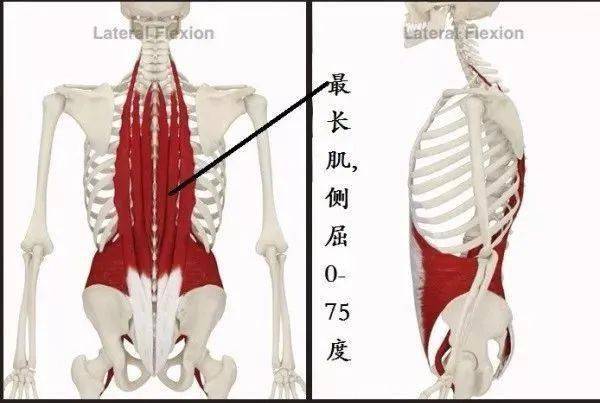 橫突間肌③頸棘間肌伸②側視圖,後視圖