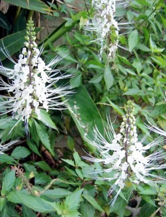 村边一种野物,人称"猫须草",内含"橙黄酮"克癌变,见到勿采!