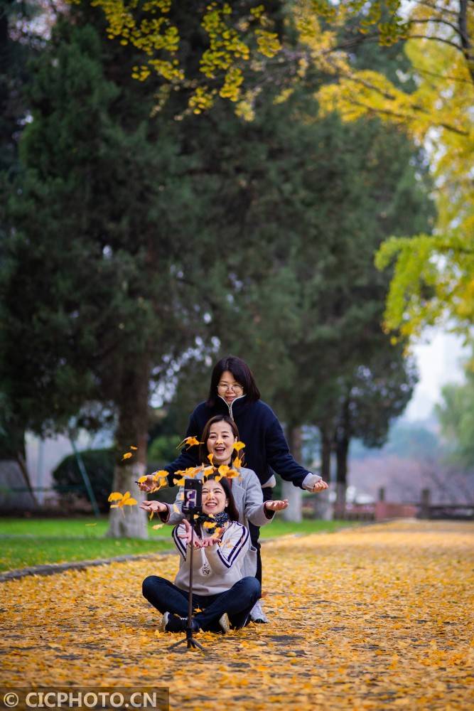 银杏林多人拍照姿势图片