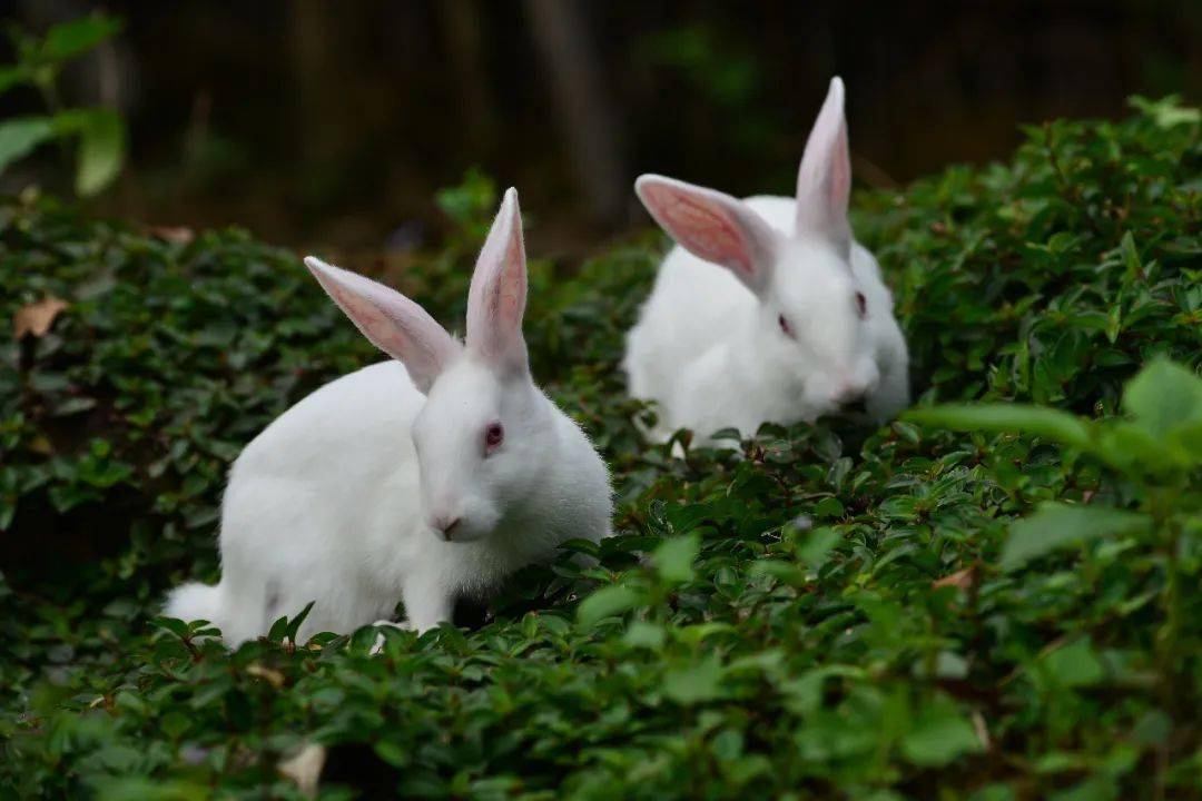 好消息武东镇20202022年福建白兔产业发展扶持补充政策来啦