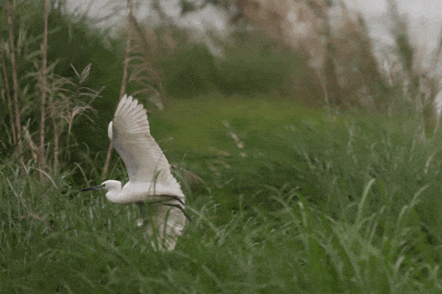 动物,它们个个身姿绰约,或昂首挺胸在水中游弋,或展翅飞翔逐水追鱼,或