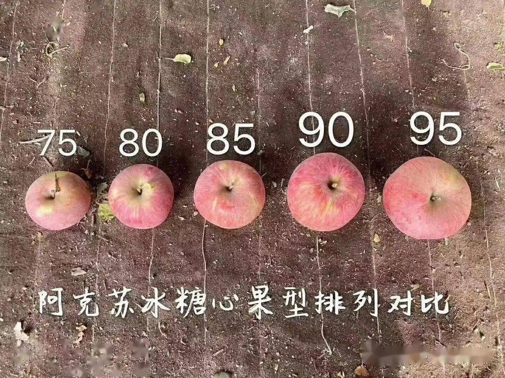 阿克苏红旗坡苹果霜降后有糖心甜脆爽中果(75-80)5kg60元,大果(80-90)