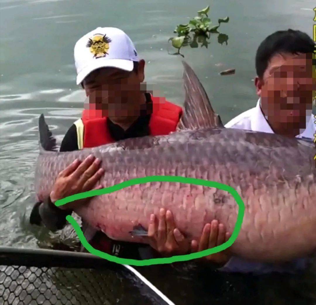 弄虚作假东江2条百斤青鱼王被人钓上岸却遭到网友质疑假钓鱼