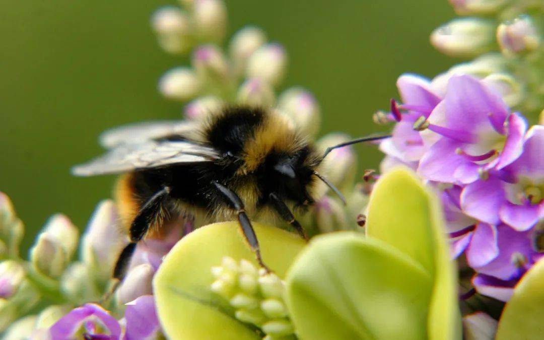 采花的小蜜蜂
