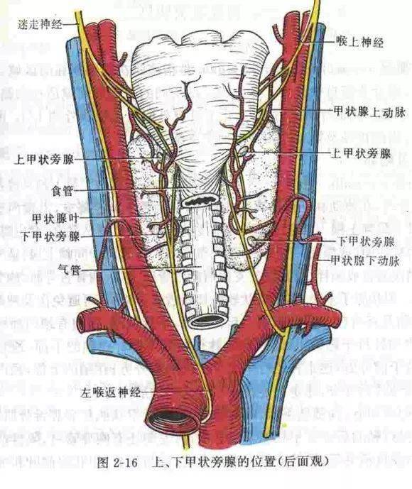 容易被忽视的颈部精细解剖有必要了解