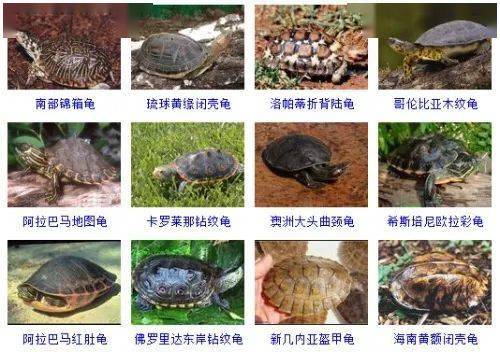 世界两百多种龟的名字你能认识几个建议收藏