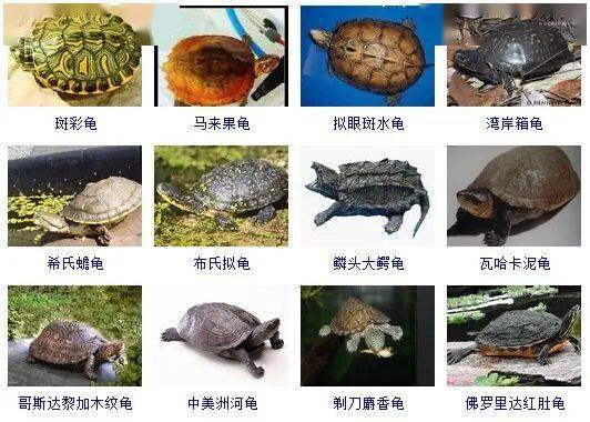 海龟种类名称及图片图片