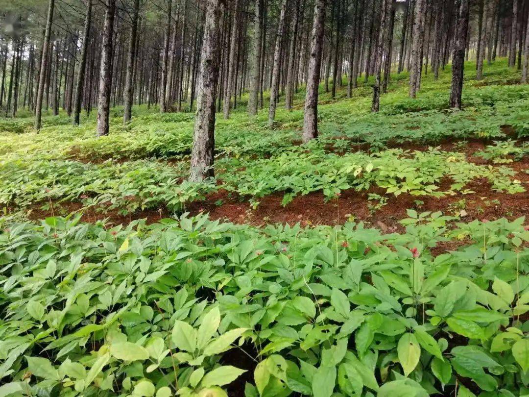 新农新解中药材食用菌森林康养深度剖析林下经济经典发展模式