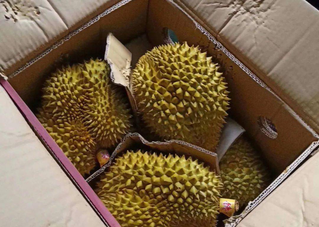 张店男子酒醉偷榴莲,边吃边扔站路边?