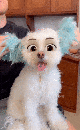 当你用迪士尼滤镜拍狗狗,却不小心翻了车.哈哈哈哈哈哈哈哈哈哈哈!