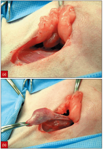猫腹腔隐睾手术图谱图片