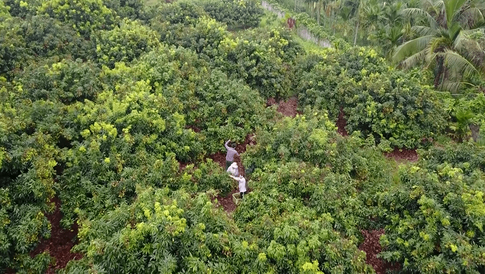 我在广东奔小康荔枝梦致富梦东莞荔枝网销带头人钟绍强