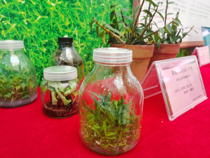 组培植物的美丽家园……这是惠州工程职业学院展示的金线莲,铁皮石斛