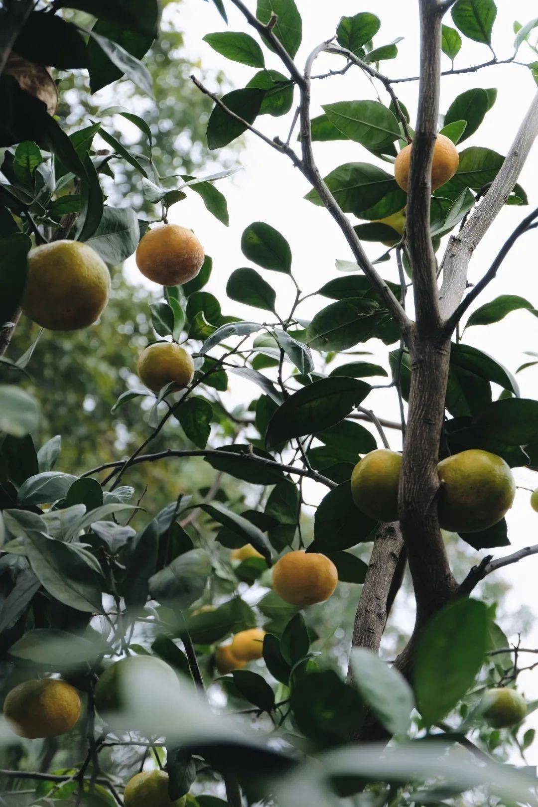 长沙,一座24小时无休的城市_橘子洲头