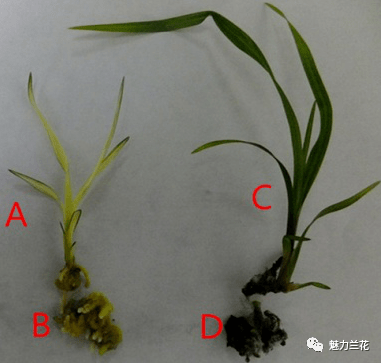魅力兰花之栽培管理叶艺隆昌素生理生化分析